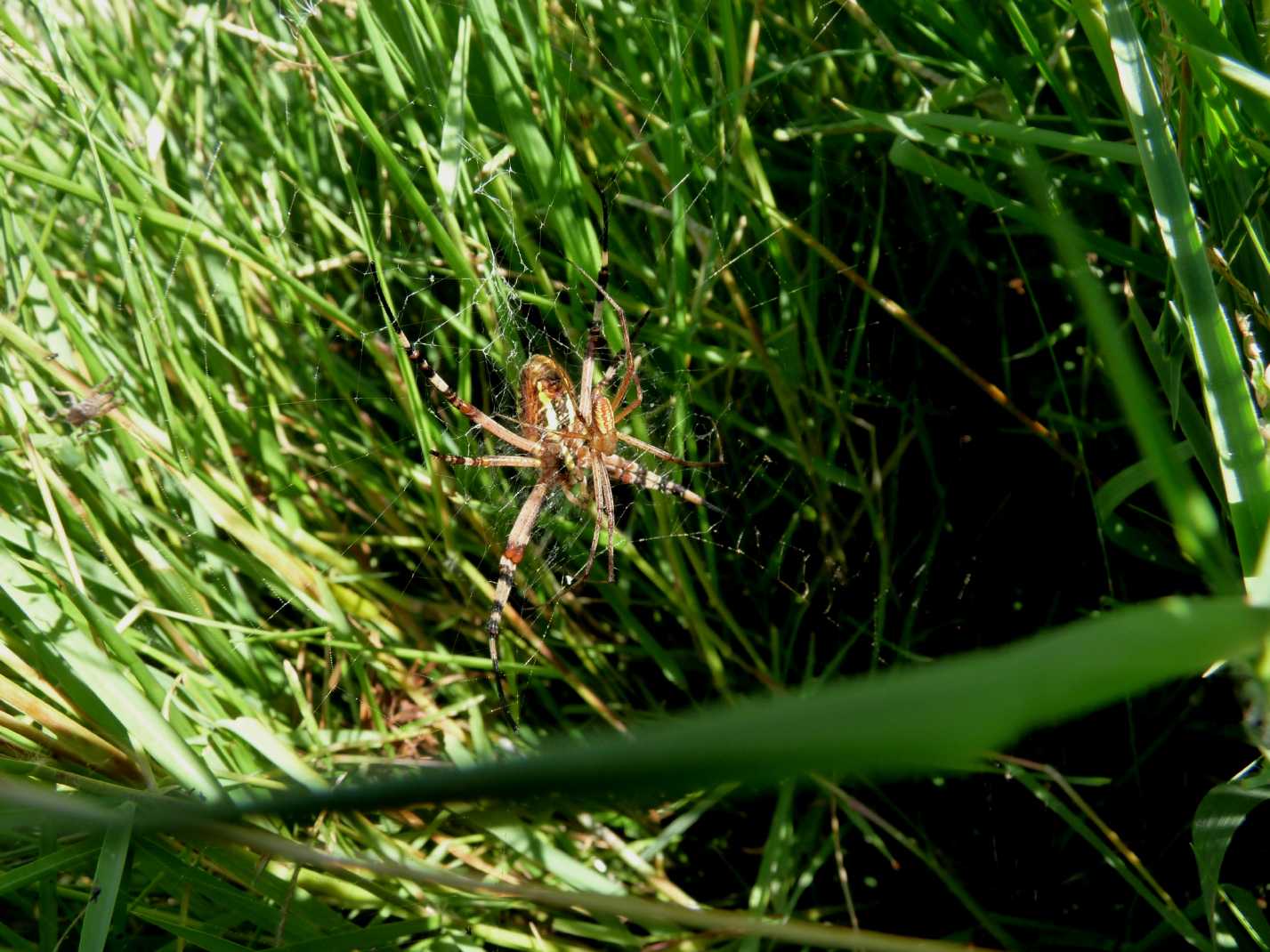 Il paradiso delll''Argiope